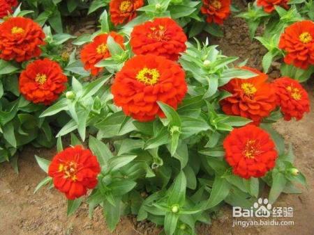 路边随手摘了几颗花种扔到土里，不花一分钱，阳台变成小花园！