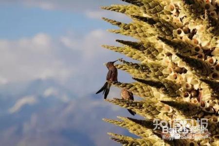 铁树开花难有些花100年开1次才是真绝色