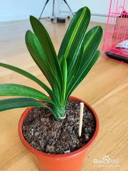 养君子兰，盆边撒点“小东西”，不施肥，开爆盆