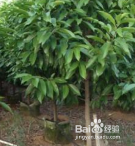 黄角兰树怎么种植方法