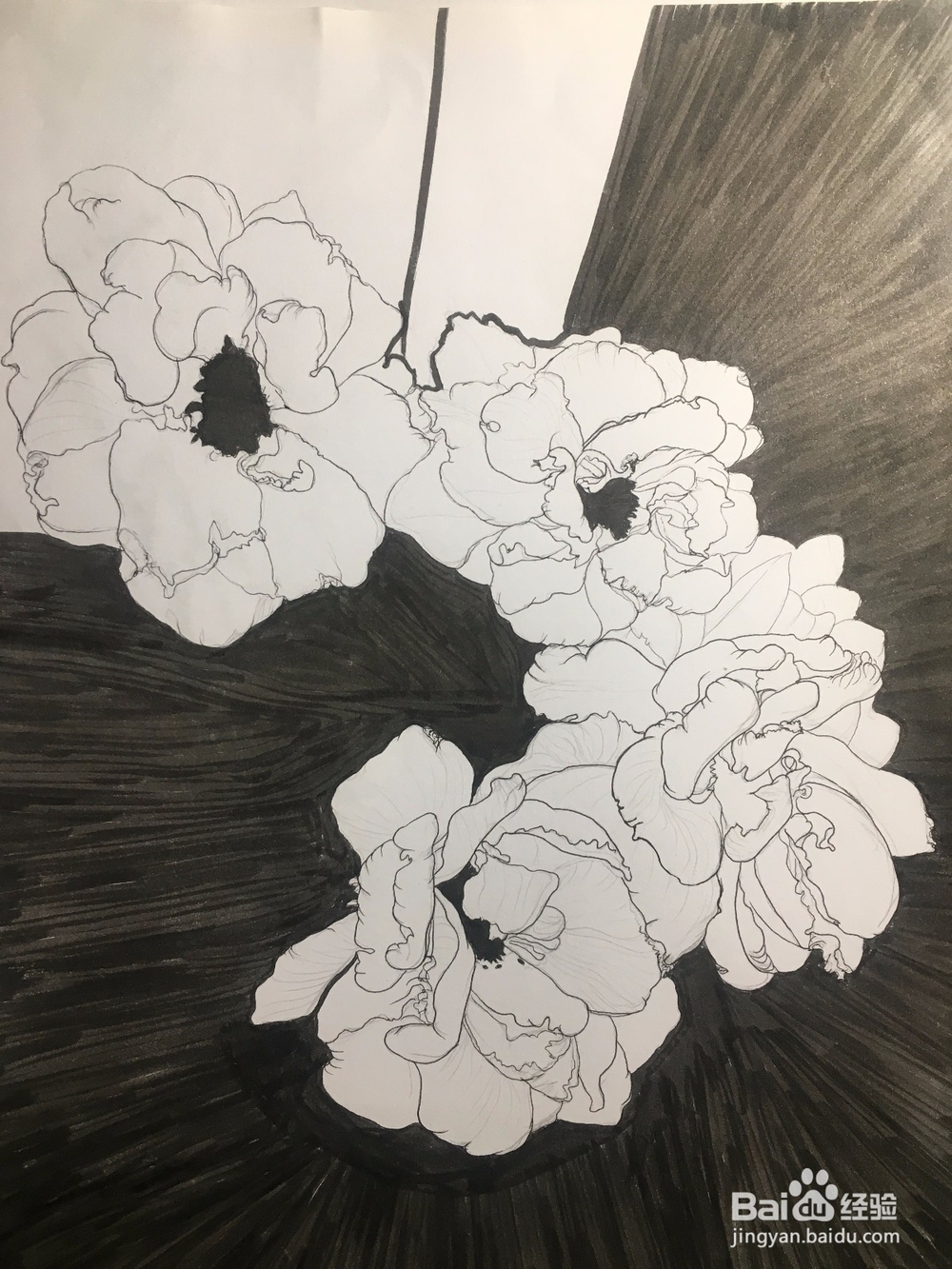 月季花的画法 月季简笔画 三朵月季的线描画教程