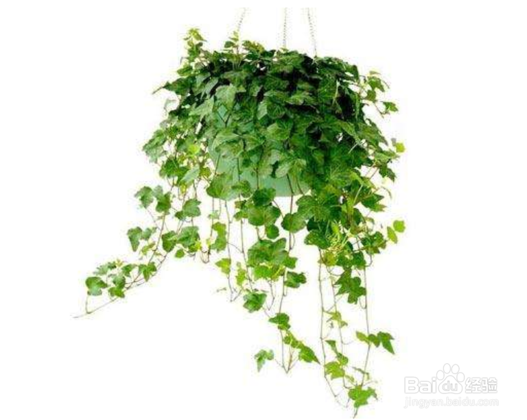 装修后可以选择那些植物放室内