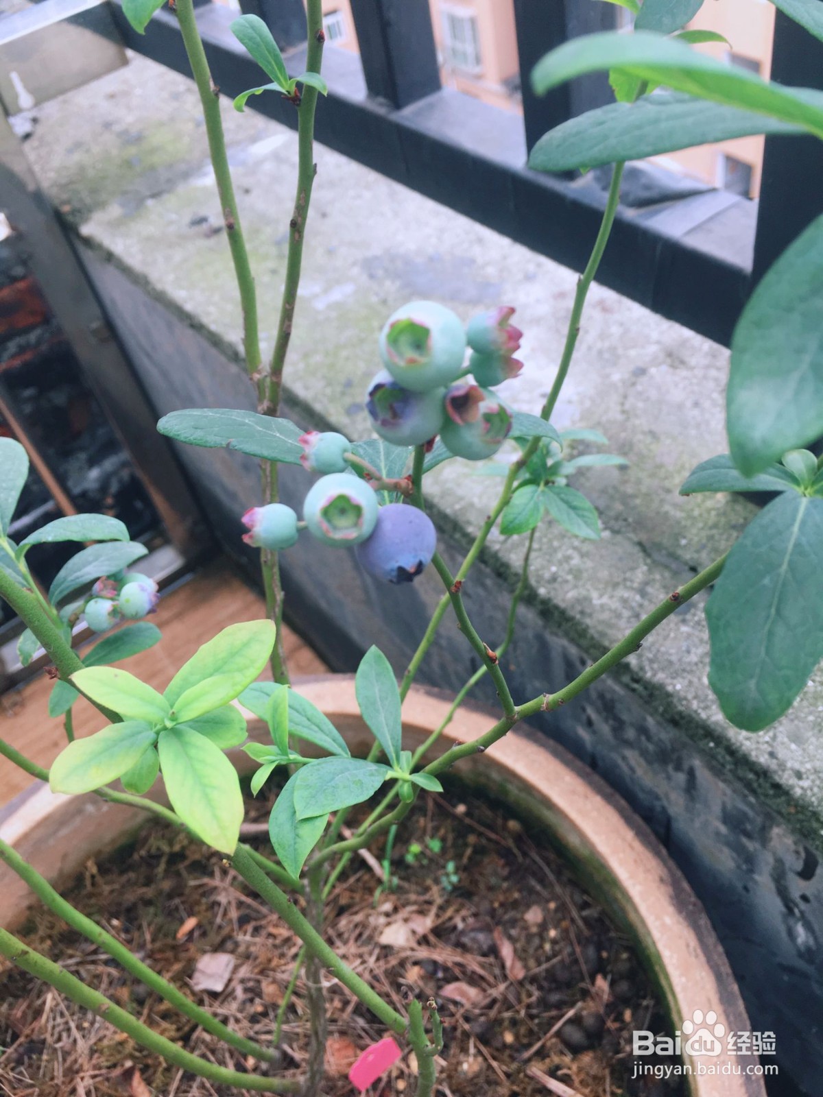 蓝莓果实和结果习性