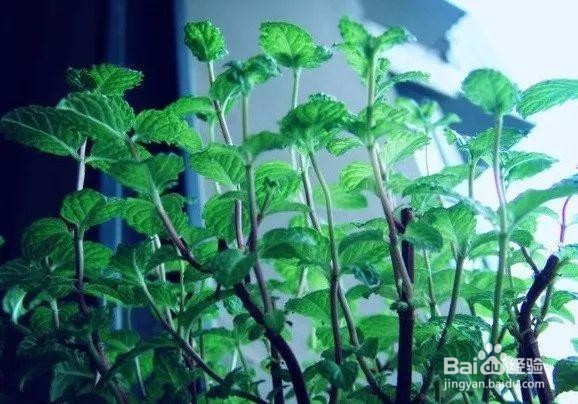 如何养好盆栽薄荷