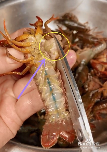 如何宰杀龙虾