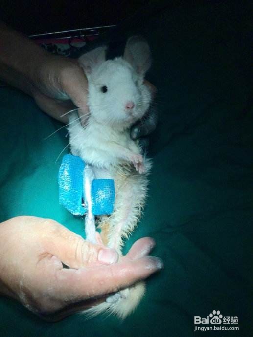 龙猫骨折怎么办