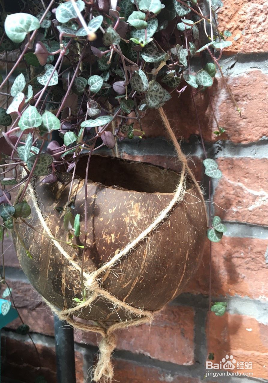 椰子壳DIY花盆