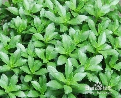 怎样全面对付蚊子