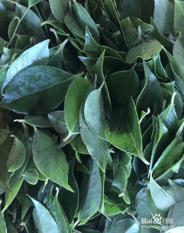 乌饭叶怎么长期保存