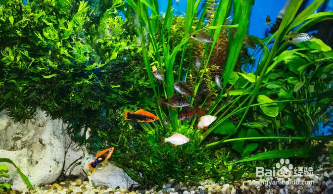 塑料鱼缸模糊了怎么办