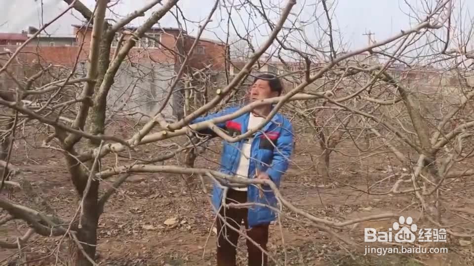 果树剪枝教程 按照这三步修剪