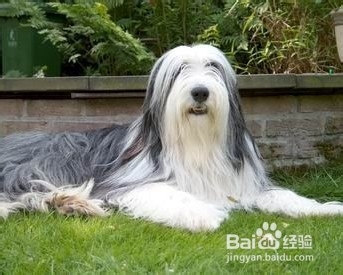 边境牧羊犬多少钱一只