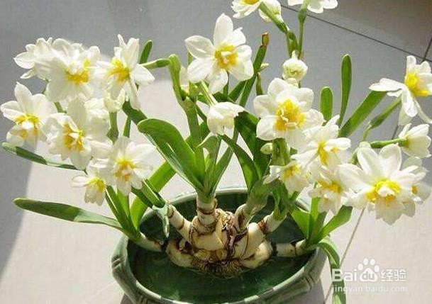 水仙花怎么催花