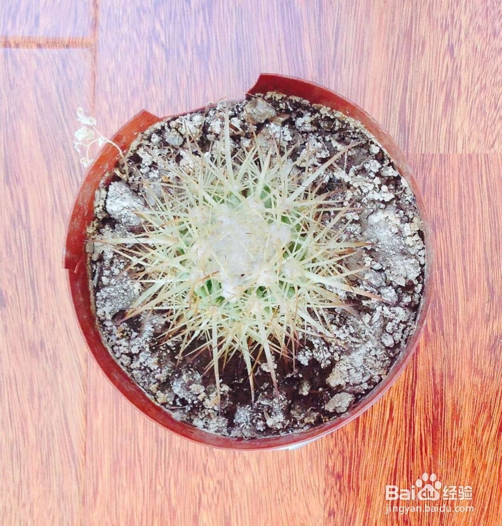 如何养仙人球呢？
