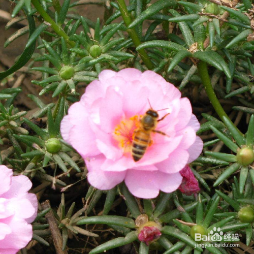太阳花只有花苞不开花