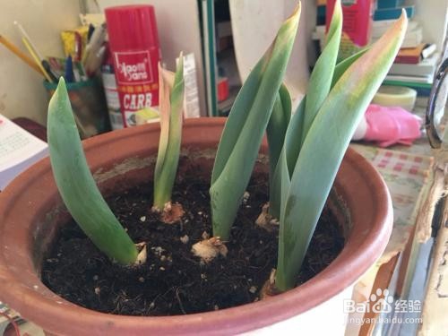 如何养护郁金香？