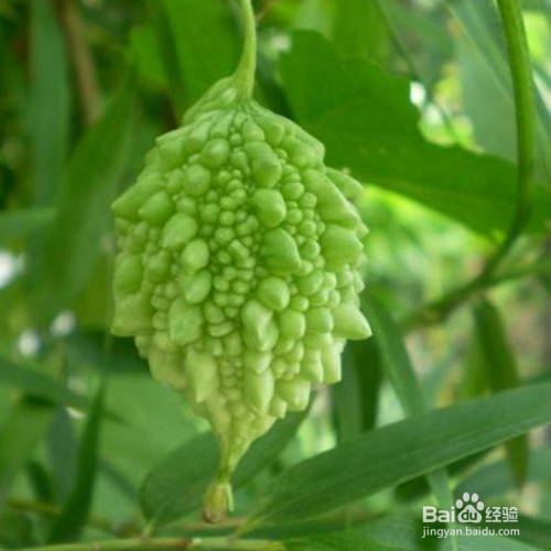 赖葡萄的培育方法和注意事项