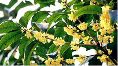 桂花分几种,如何区分?