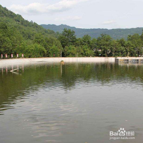 池塘养鱼的方法和技巧