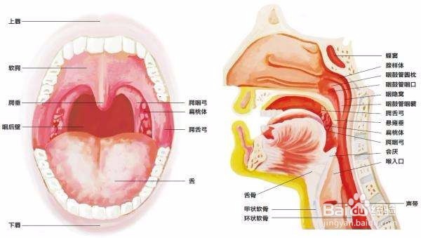 医学考试中咽部以及扁桃体的检查