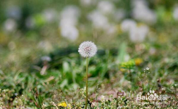 蒲公英播种的方法