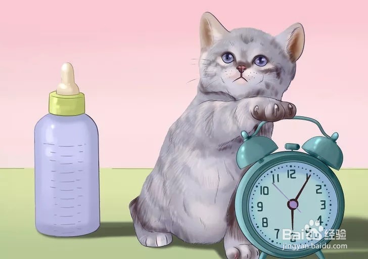 怎样照顾幼猫？