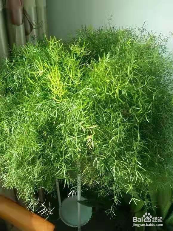 3种花长得像文竹,比文竹还好看好养