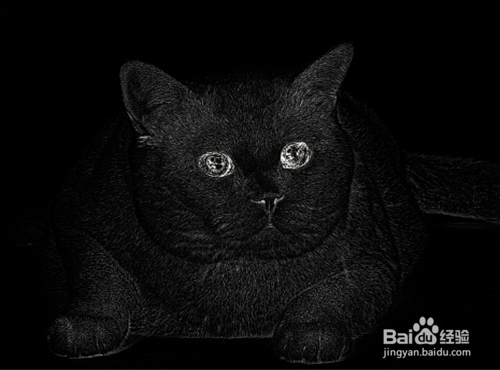 PS如何制作火红猫