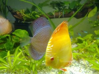 怎么选留丽鱼的种鱼(好鱼)?