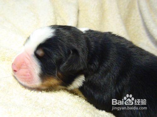 怎么养伯恩山犬