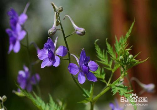 翠雀的养殖方法和注意事项