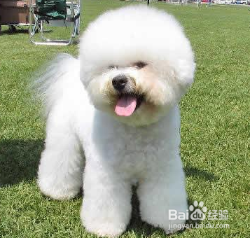 哪个宠物美容学校教的技术好