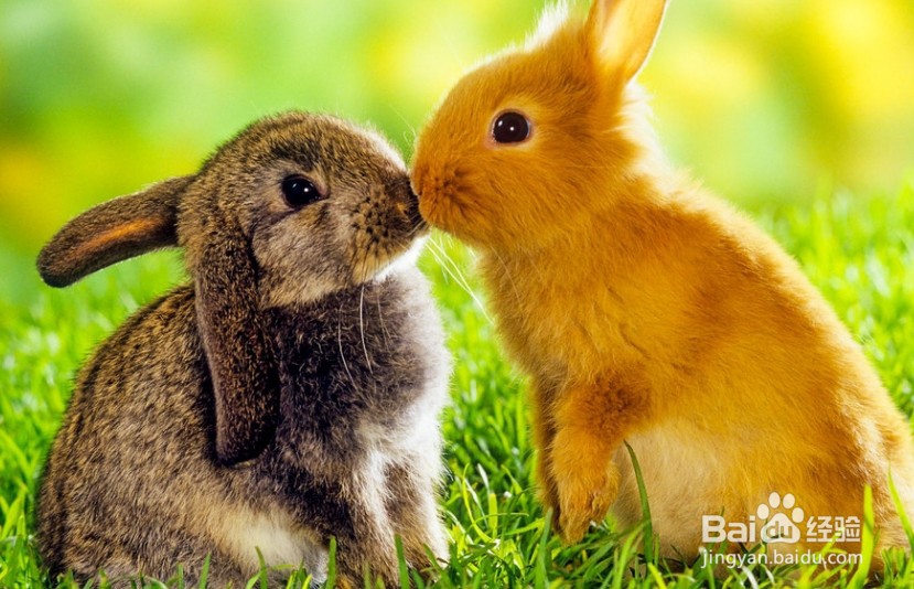 兔子怎么养殖