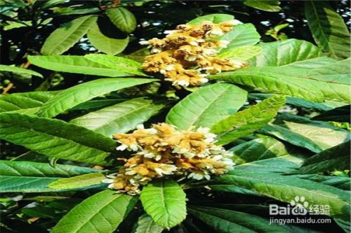 种植枇杷树的关键技术 百度经验