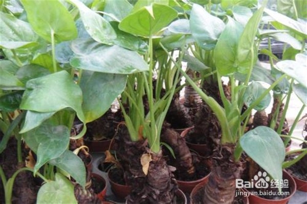 滴水观音的养殖方法和注意事项有哪些？