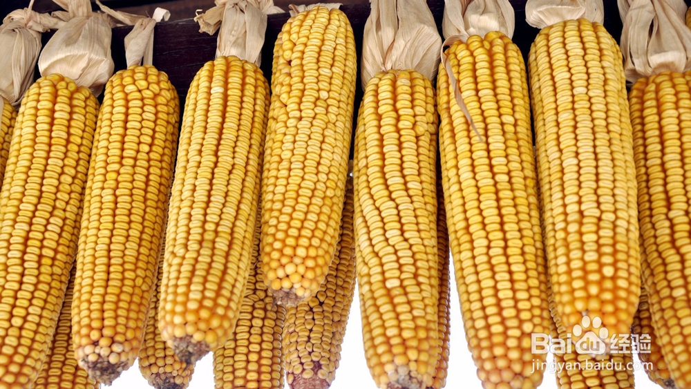 大田玉米最佳收获期三看帮你丰产