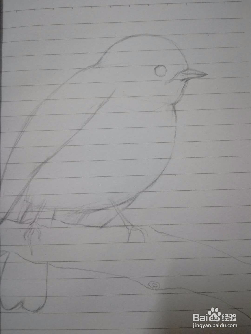 《小鸟思思》插画速写教程