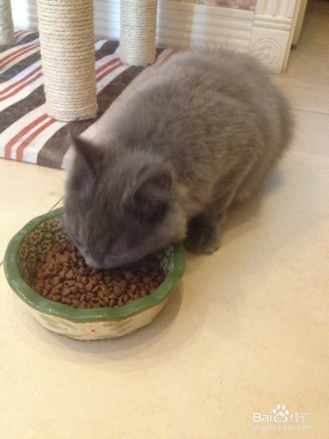 领养猫咪要注意什么