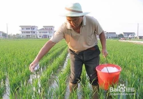 大米是如何生产出来的