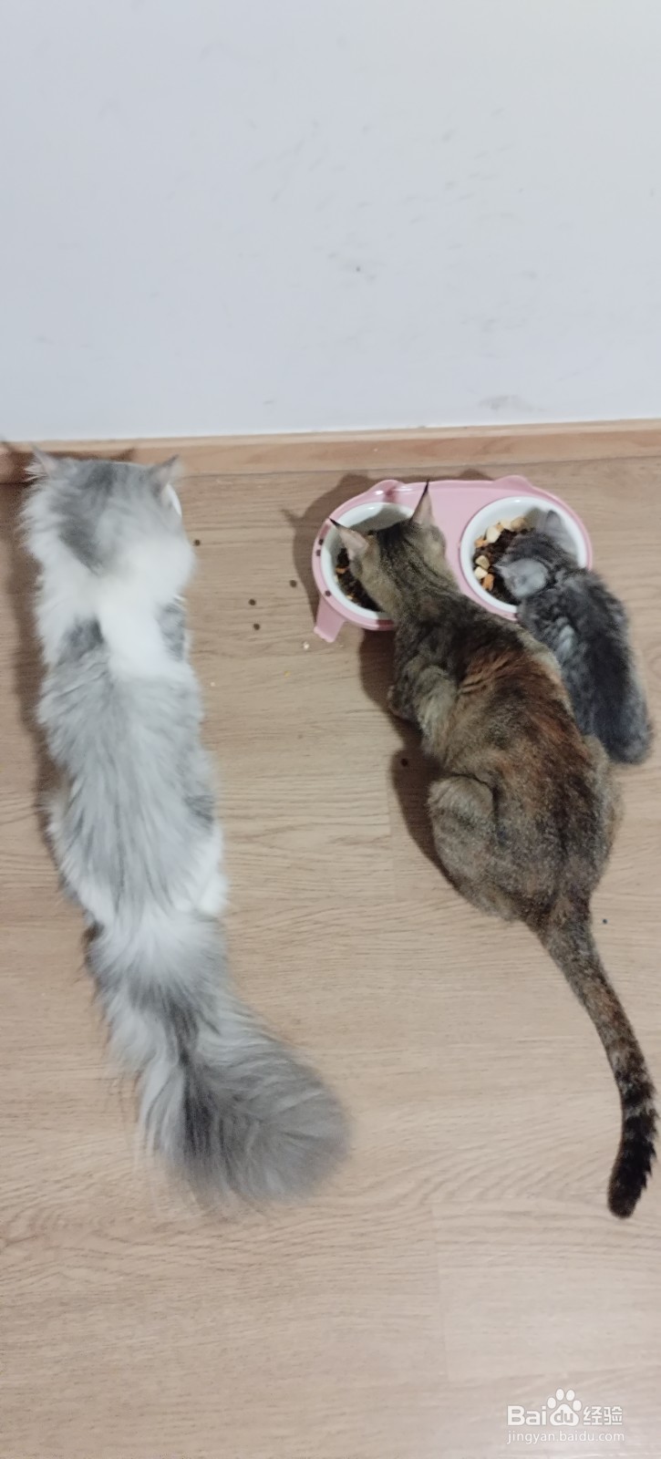 宠物-如何把猫咪养好，让猫咪更喜欢主人