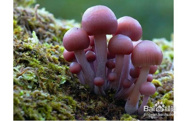 怎么判断蘑菇的食用性