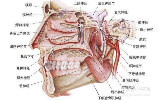 嗅觉失灵是什么原因?