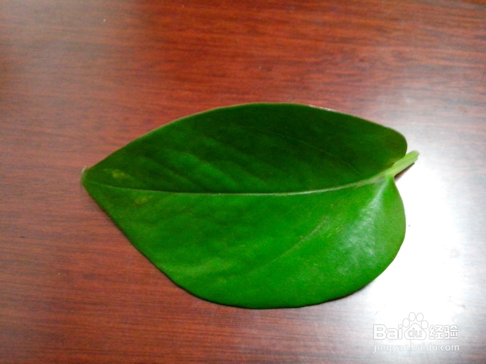 如何根据图片照片识别植物名称?