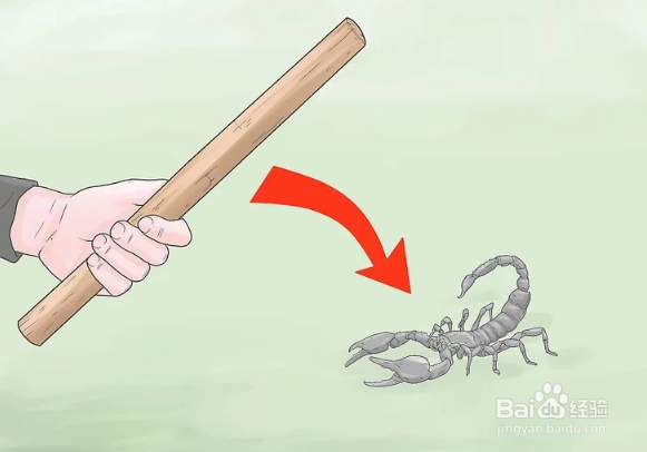 如何消灭蝎子和防止蝎子进屋