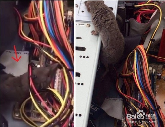 老鼠对人类有哪些危害