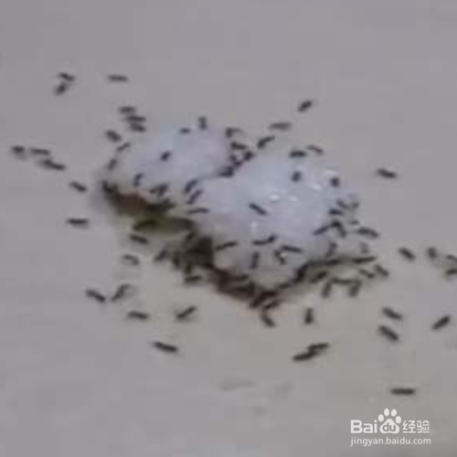 家里有红蚂蚁怎么消灭