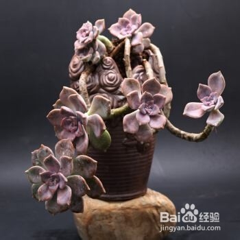 多肉植物如何购买老桩