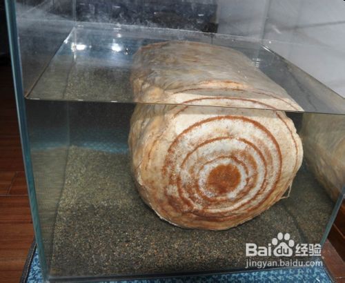 太岁肉灵芝收藏价值