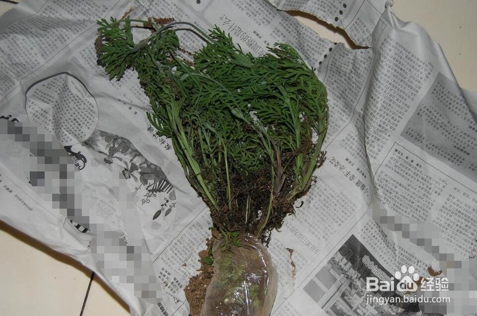 薰衣草的养殖方法和注意事项