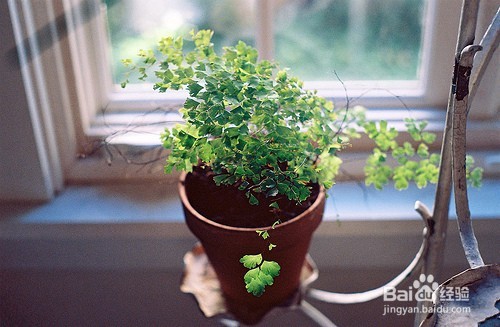 如何给绿植浇水?